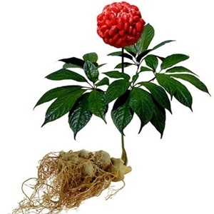 Ginseng σε ένα